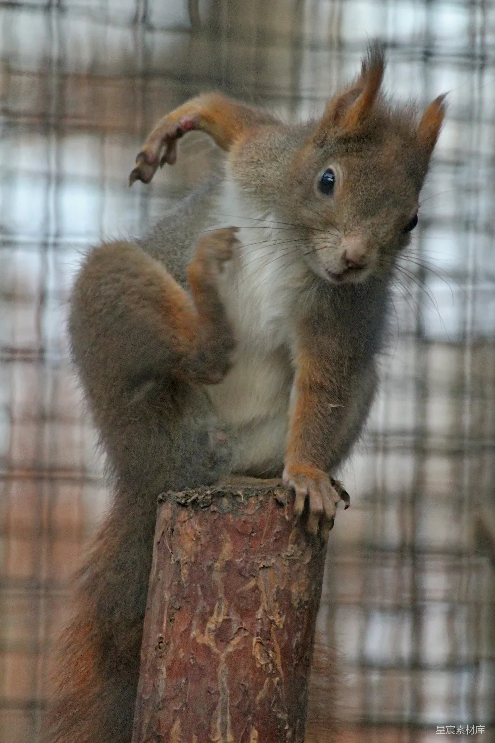 棕色 squirrels站在棕色的木桩上