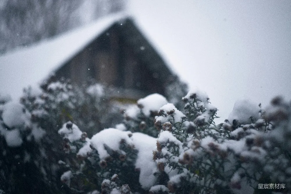 背景中有房屋的一丛被雪覆盖的灌木