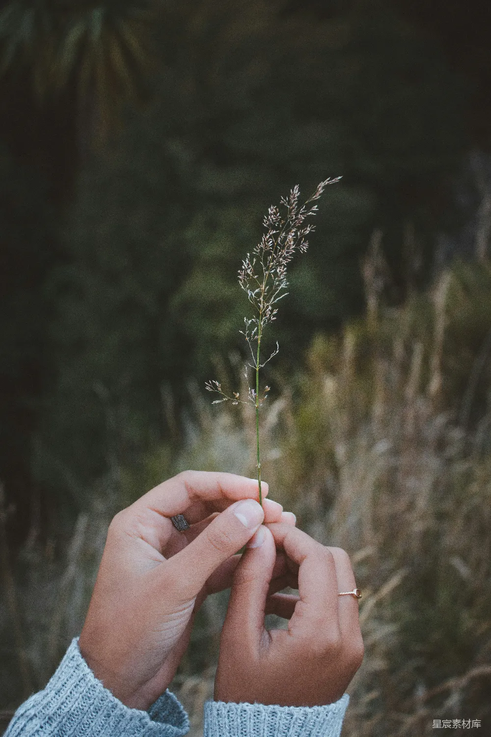 高清摄影 倾斜摄影中手持一朵白花的人
