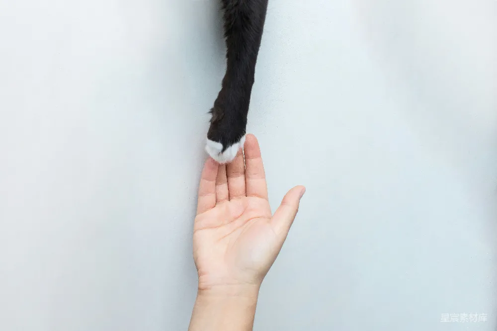 高清摄影 手持黑色短毛猫的人