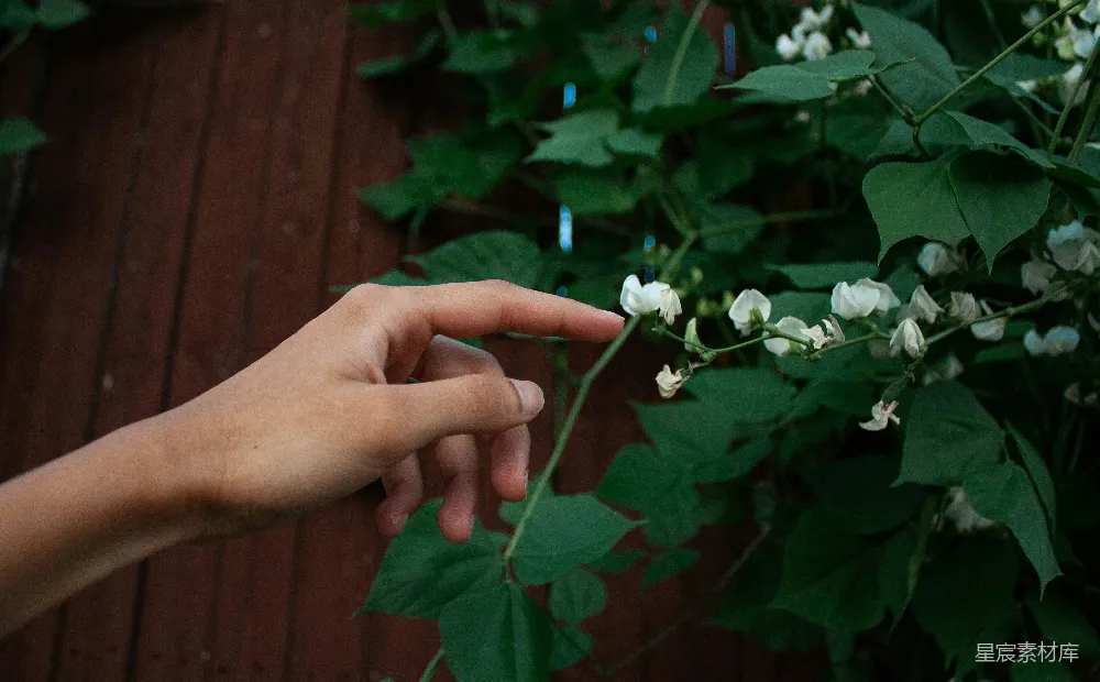 高清摄影 伸手去摘灌木上的花朵