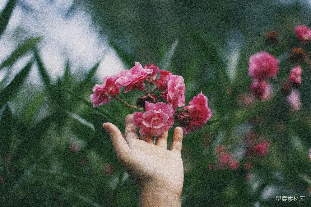 高清摄影 触摸红粉色瓣花朵的人