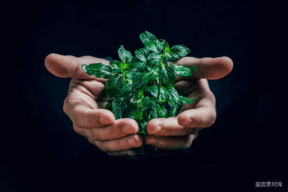 高清摄影 手上的绿色植物