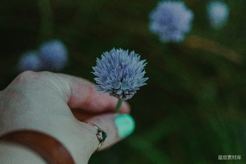高清摄影 盛开的蓝色雏菊花