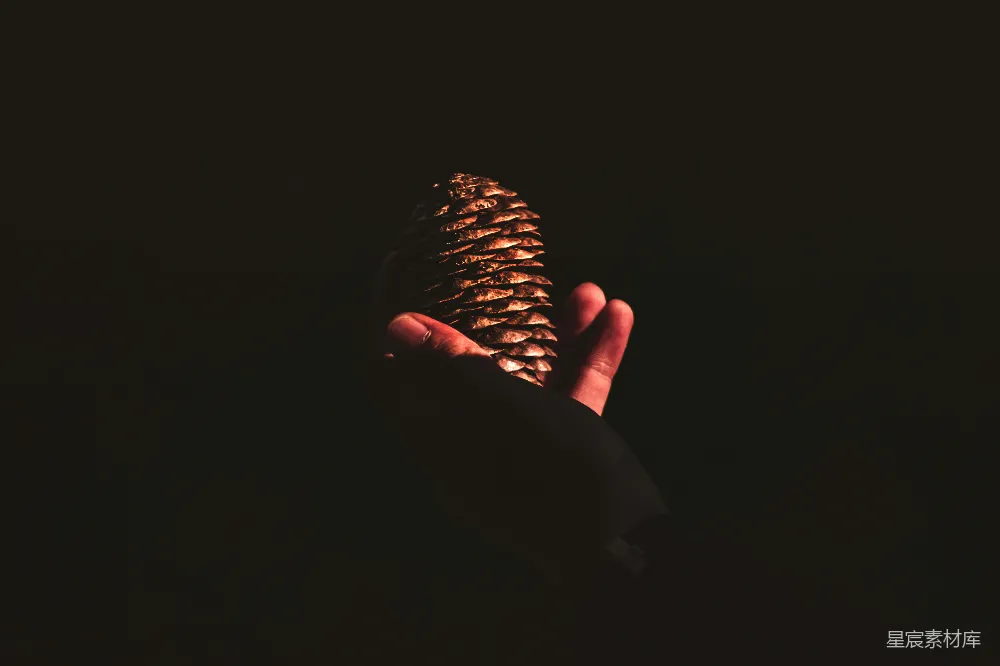 高清摄影 手持棕榈松果的人
