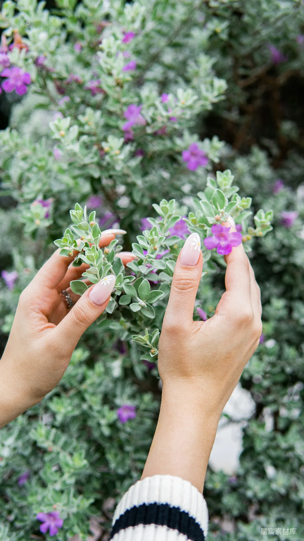 高清摄影 一个女人的手握着一朵紫色花的植物