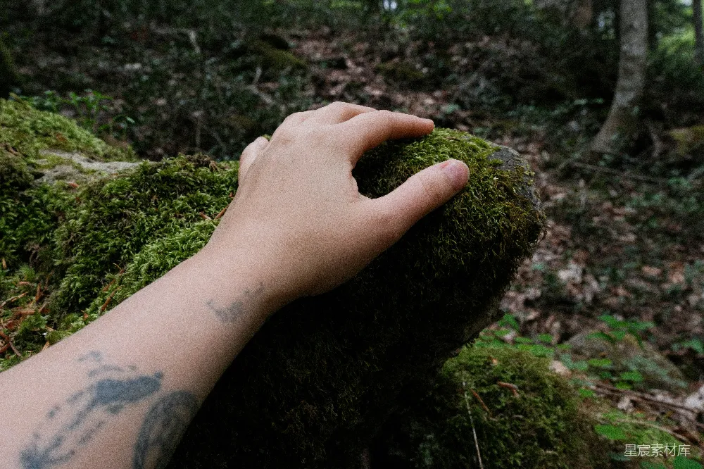 高清摄影 森林中有人触摸苔藓。