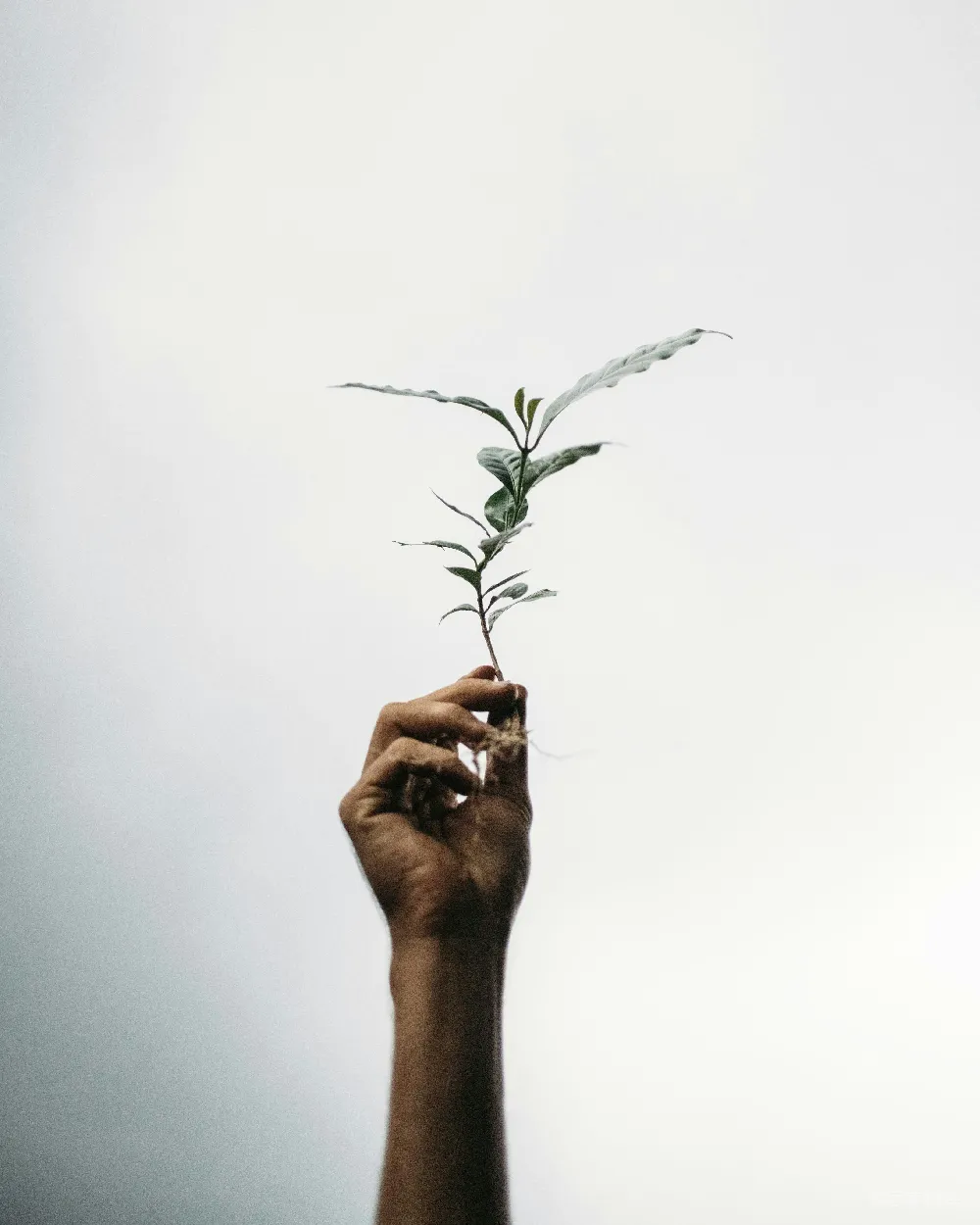 高清摄影 手持植物的人