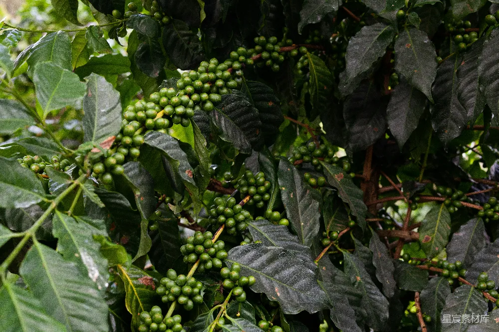 高清摄影  满树绿叶的树
