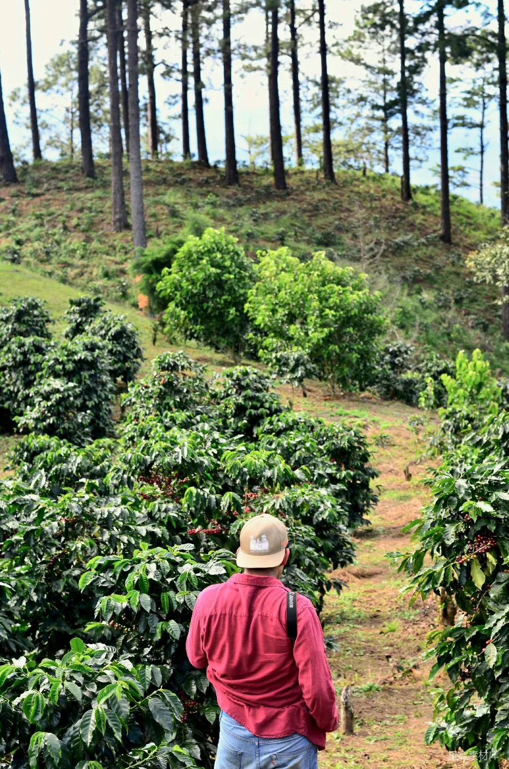 高清摄影 人在植物旁的走道上行走