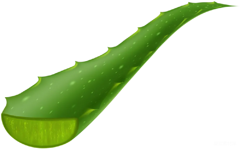 芦荟
