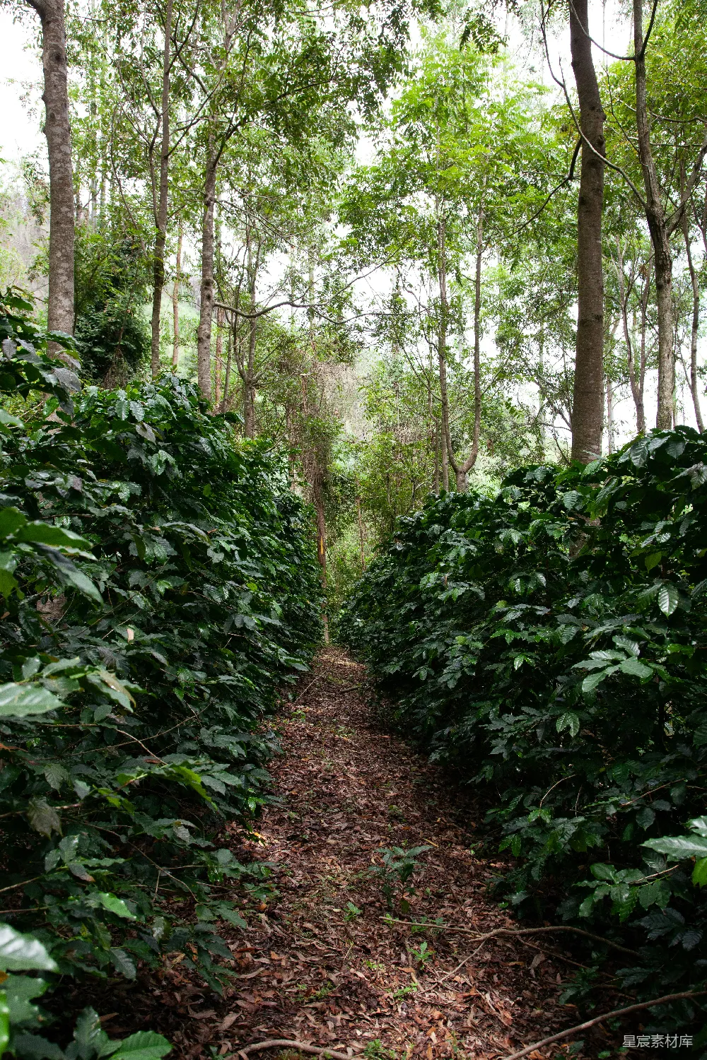 高清摄影  森林中一条树木茂密中间的小径