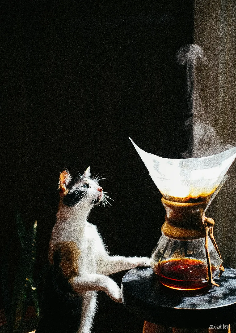 高清摄影  一只猫坐在桌子旁边的一个咖啡壶旁边