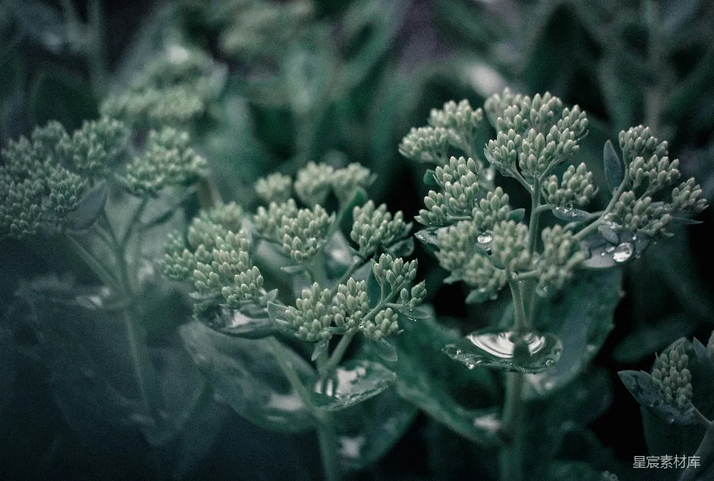 高清摄影  绿色植物放在透明玻璃花瓶中