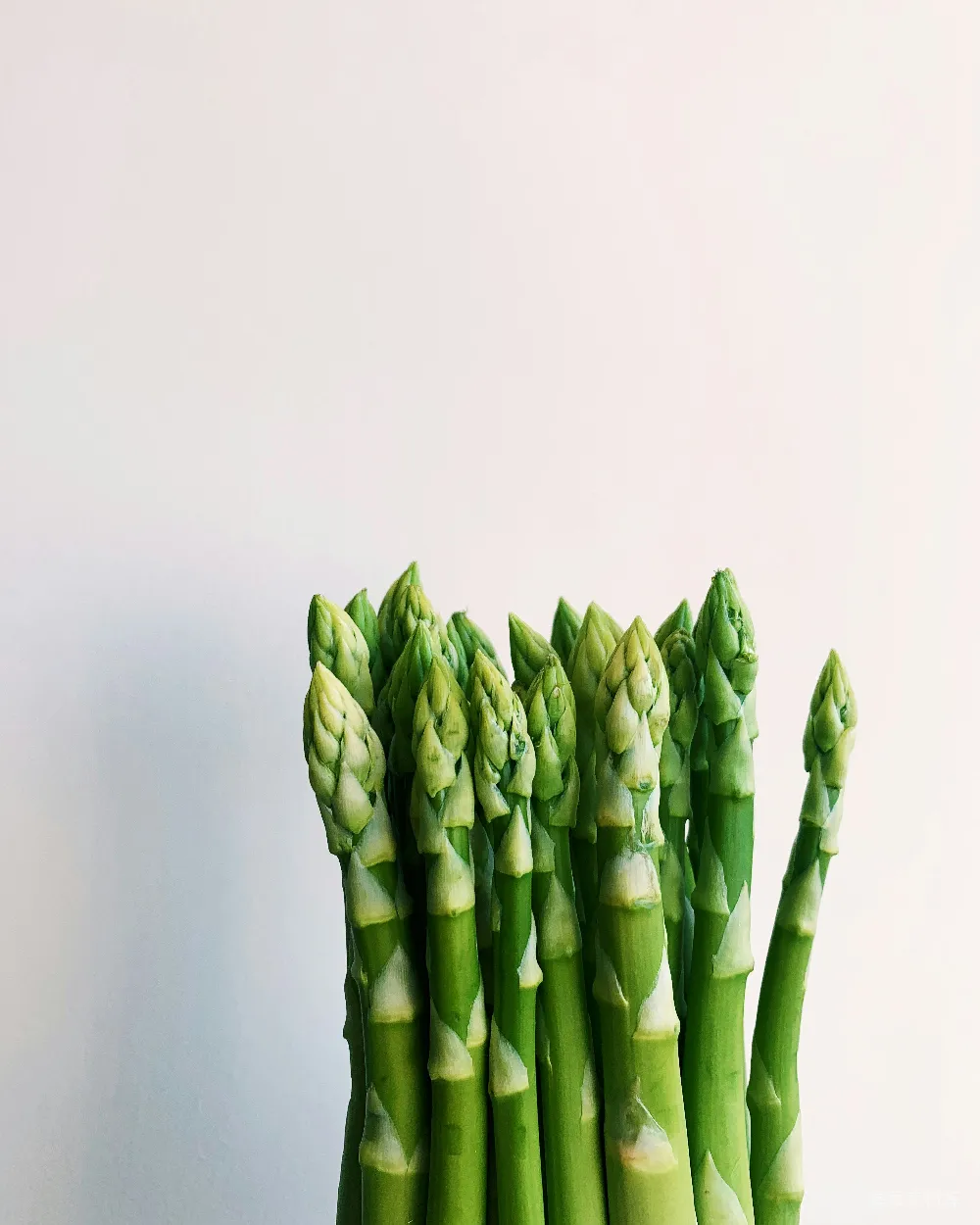 高清摄影  绿色植物置于白色背景上