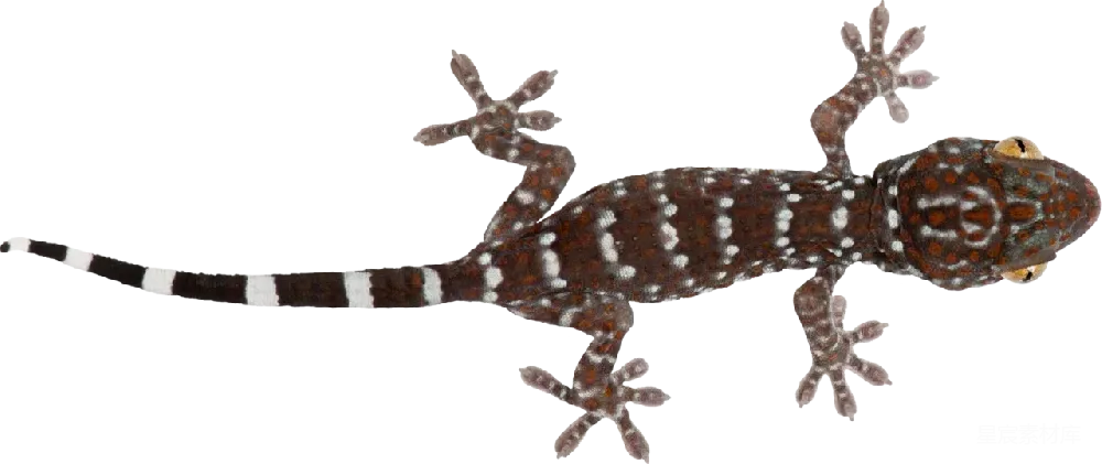 Gecko