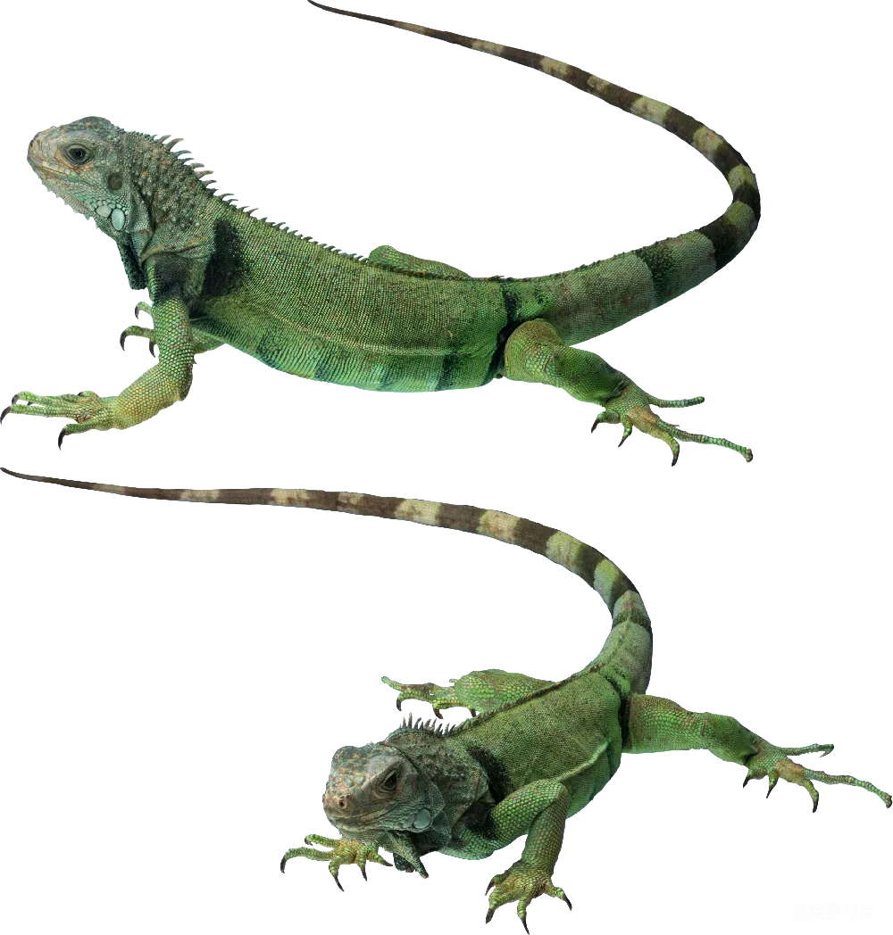 Gecko