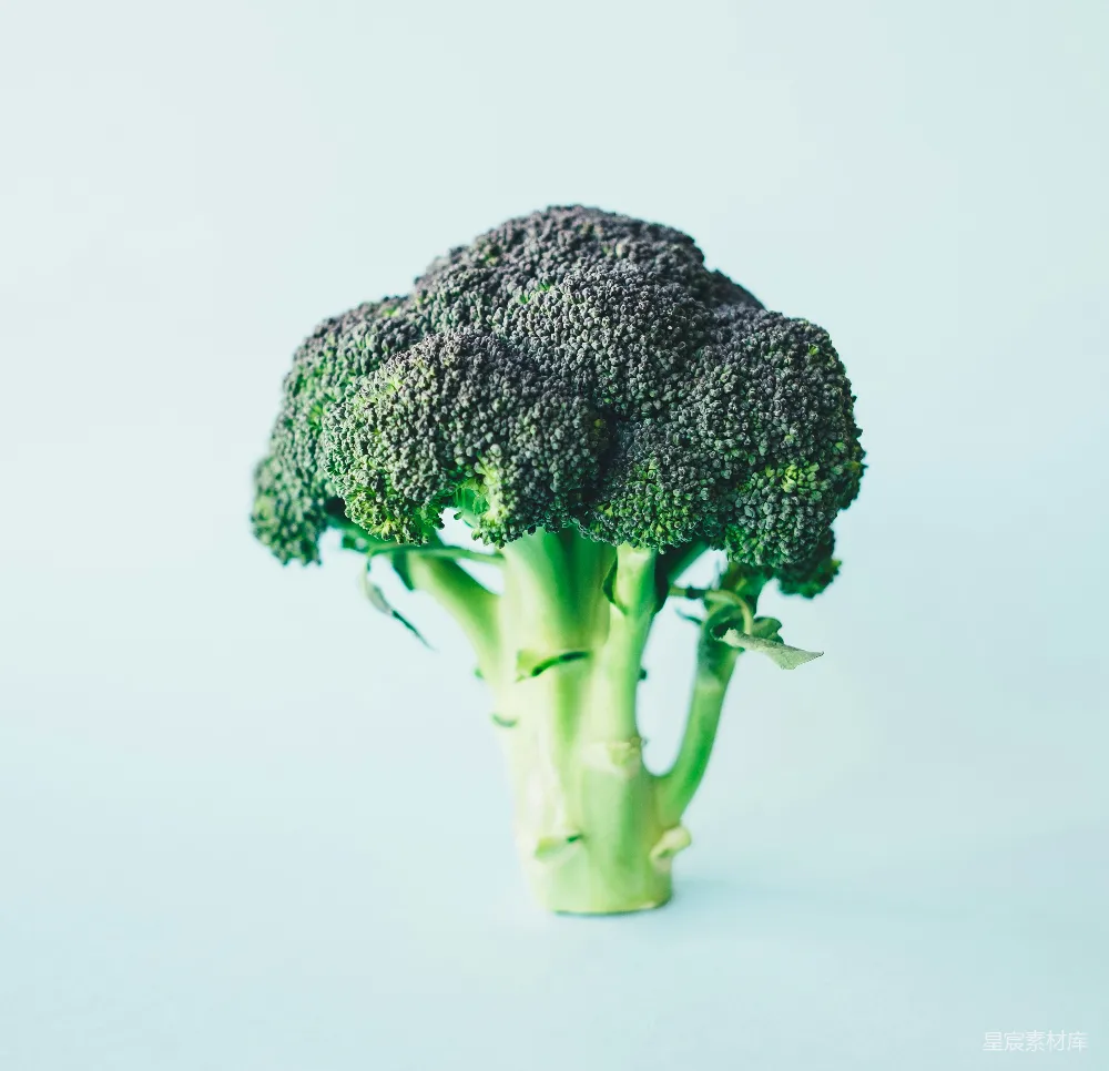 高清摄影 绿色西兰花