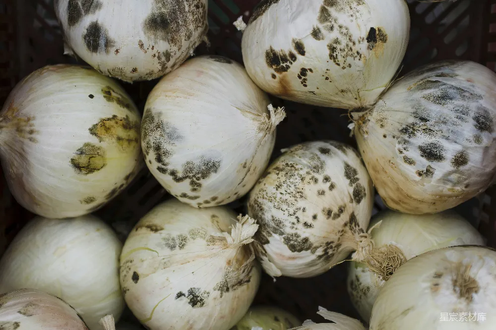 高清摄影 一 bunch of white onions
