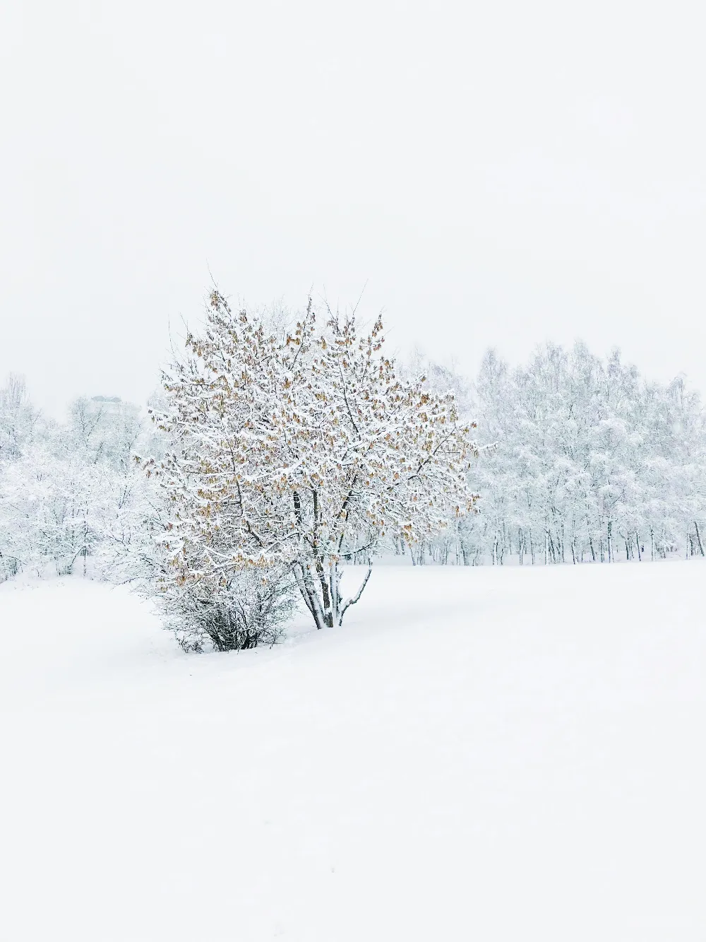 高清摄影 覆盖着白雪的树木