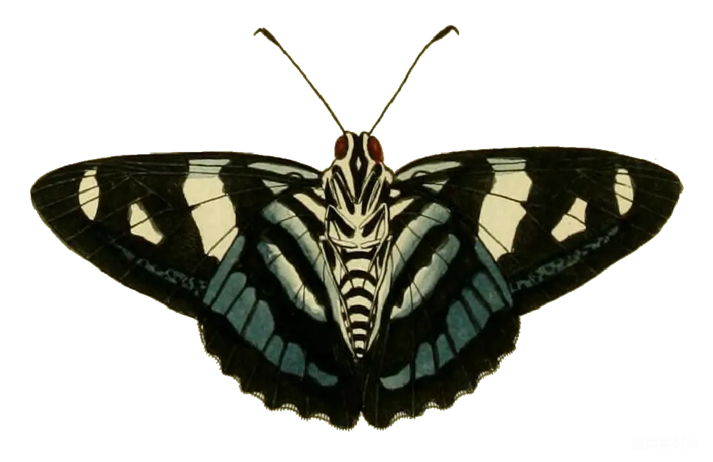 蛾