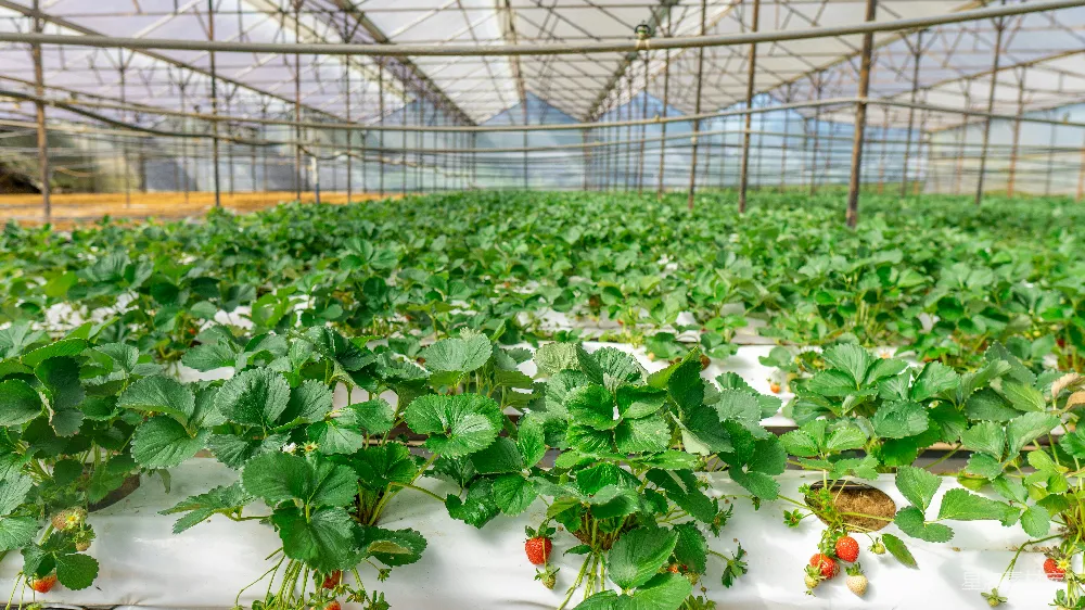 高清摄影 温室里排列着一排排草莓植株