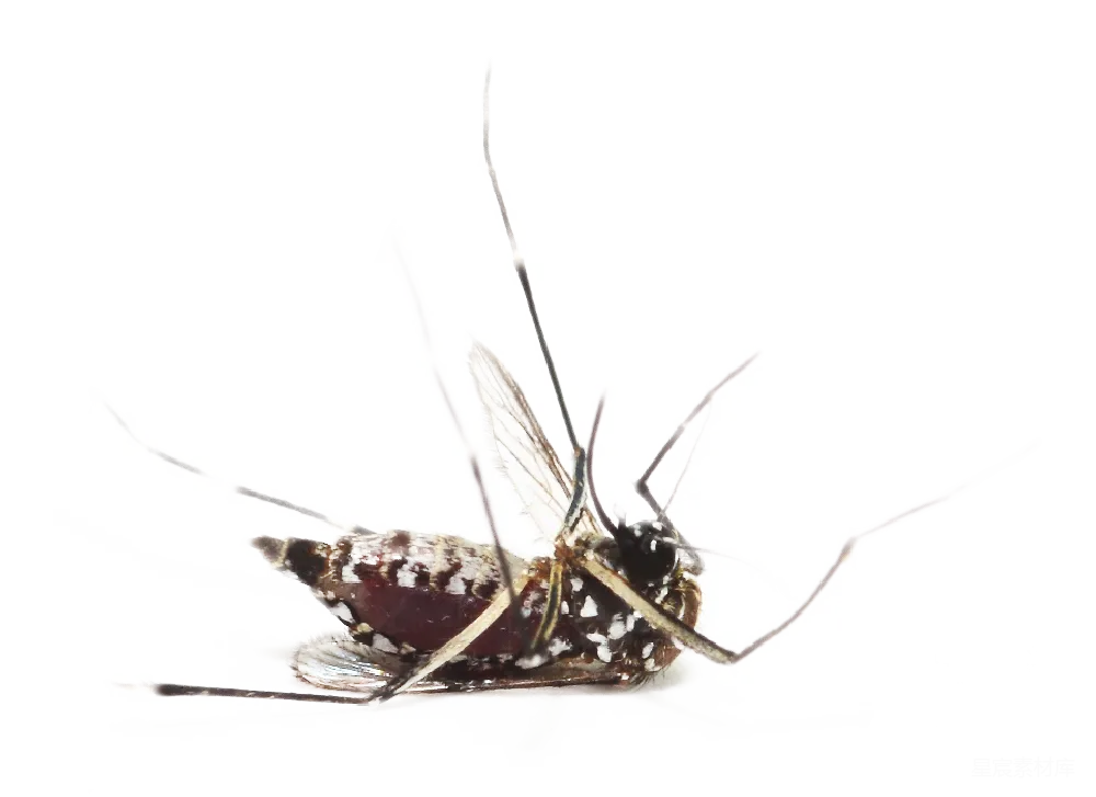 元素素材 蚊虫