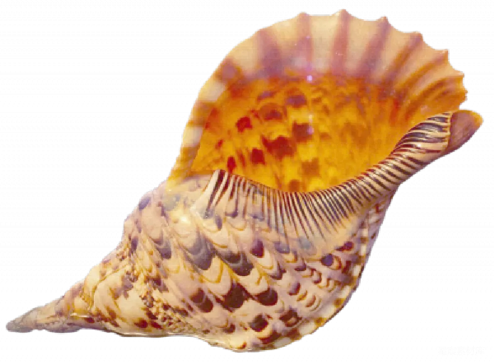 元素素材 PNG