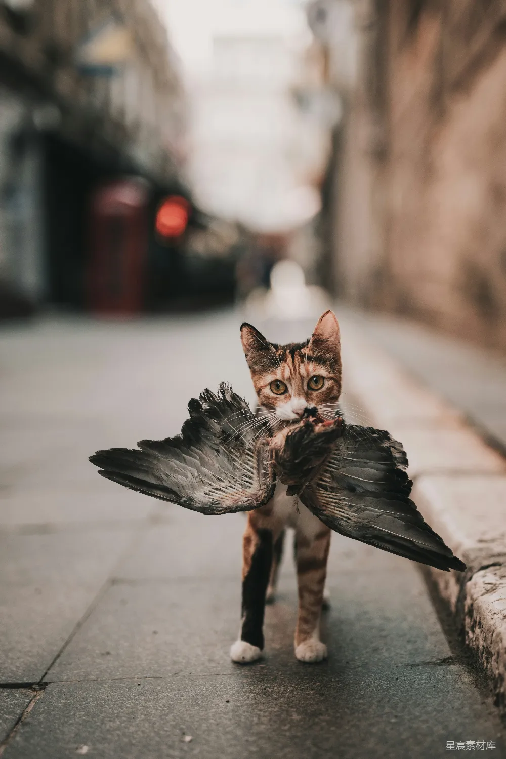 黑白相间的猫在路上