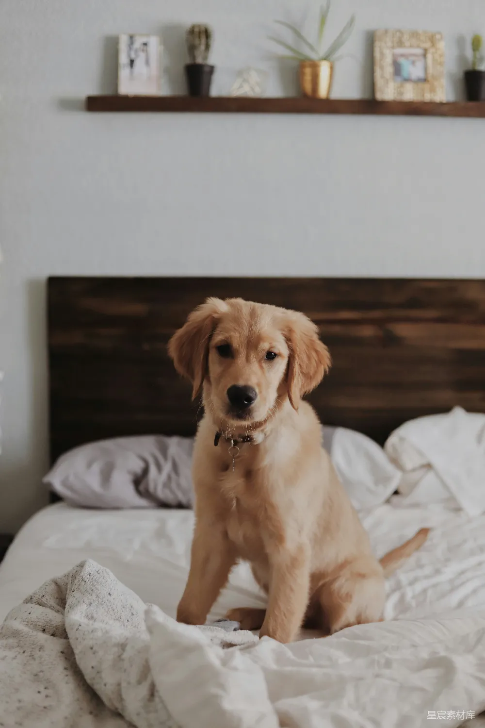 高清摄影  labrador retriever 在房间里的床上