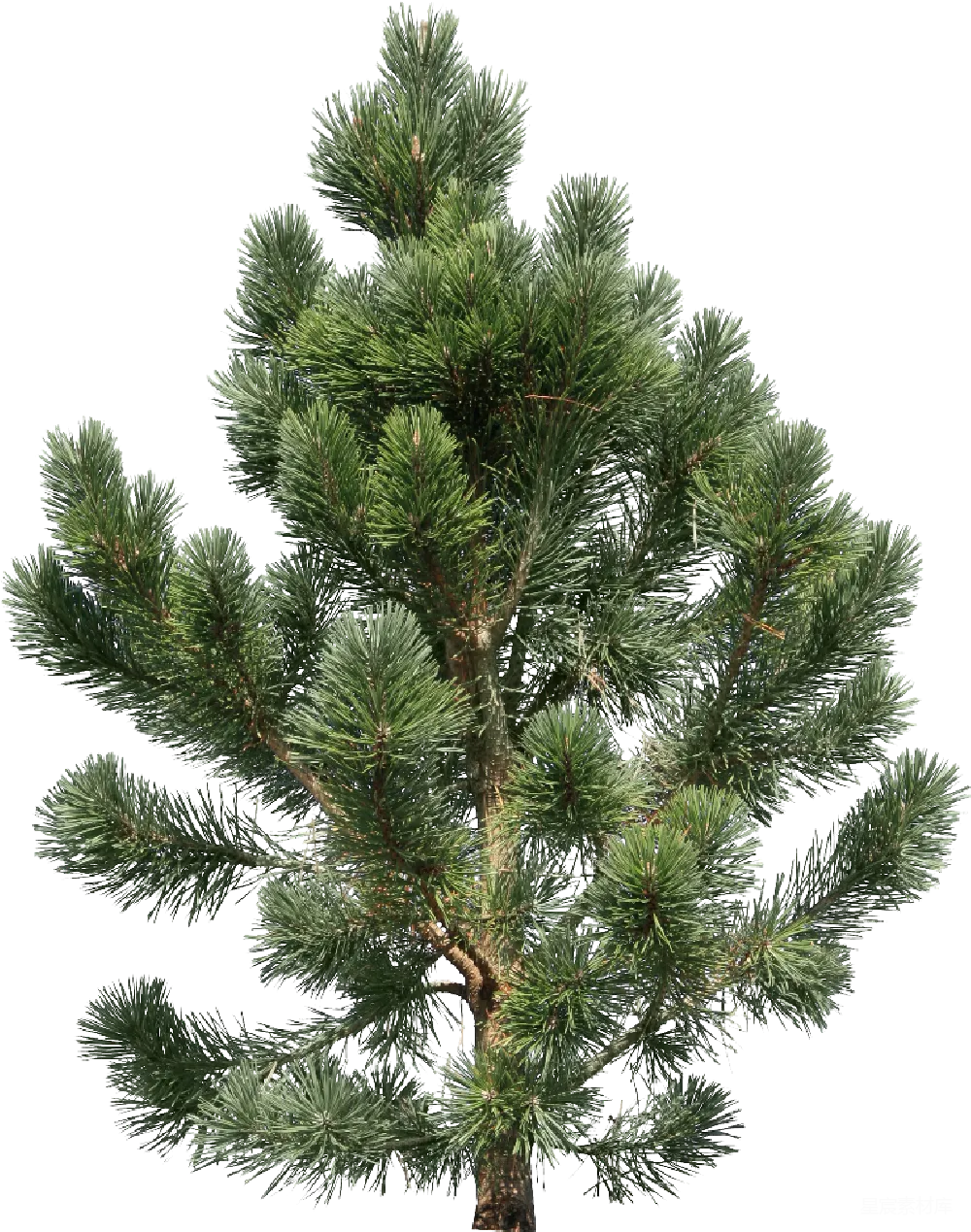 元素素材 fir-树