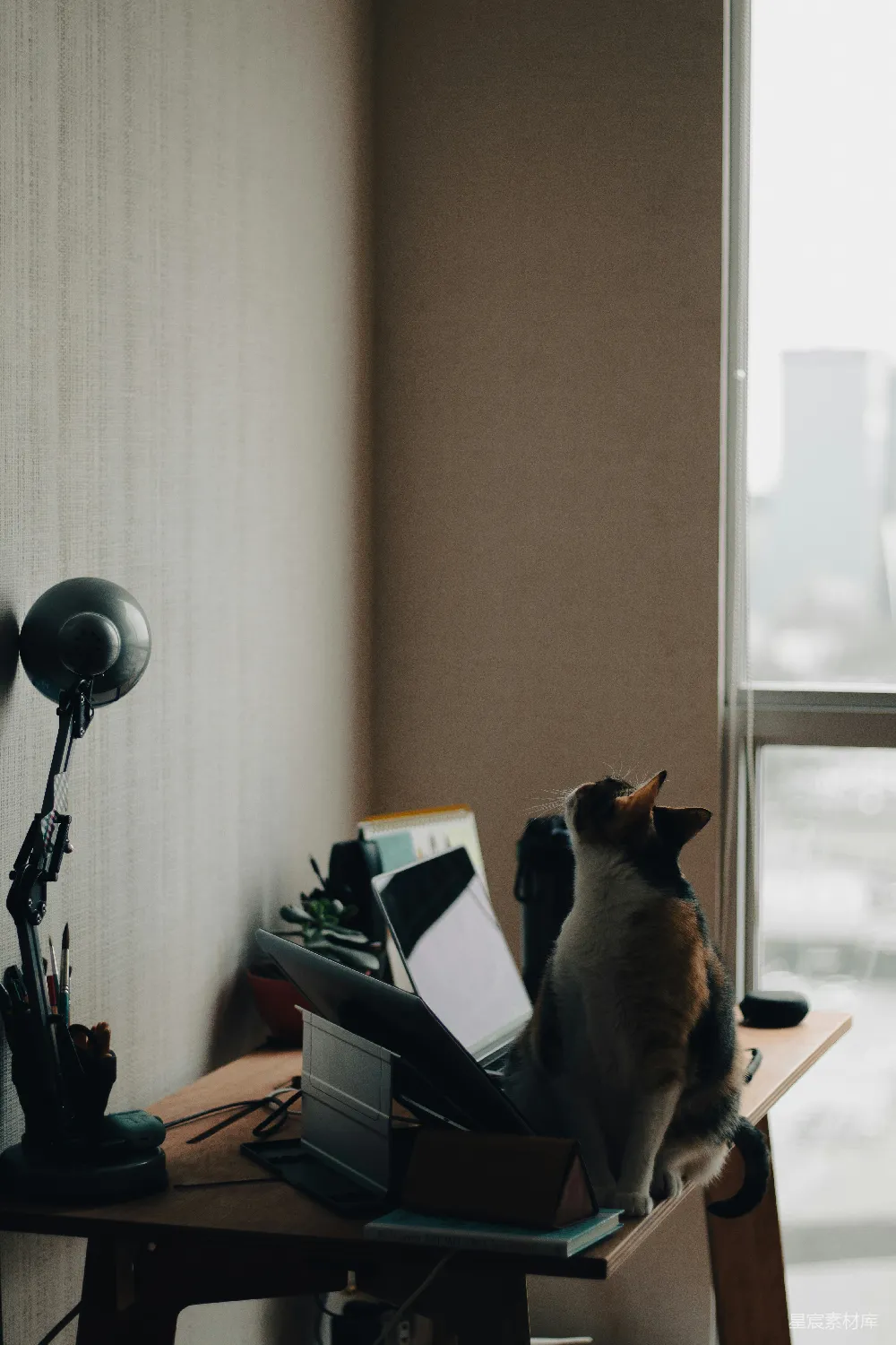 高清摄影  棕色的猫坐在白色桌子上。