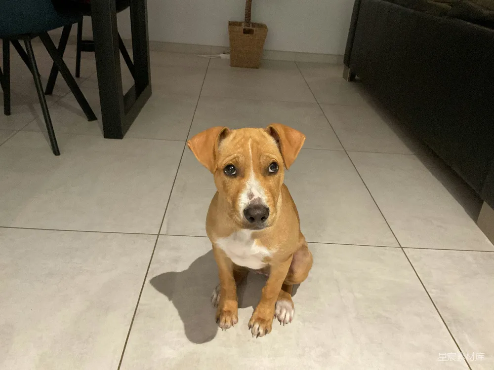 高清摄影  一只可爱的幼犬坐在铺有瓷砖的地面上