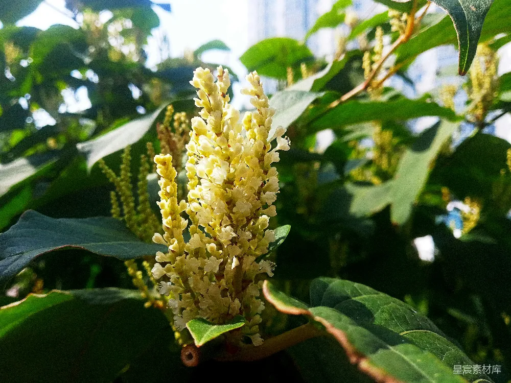 高清摄影 一棵树上的一朵黄色花朵的特写。
