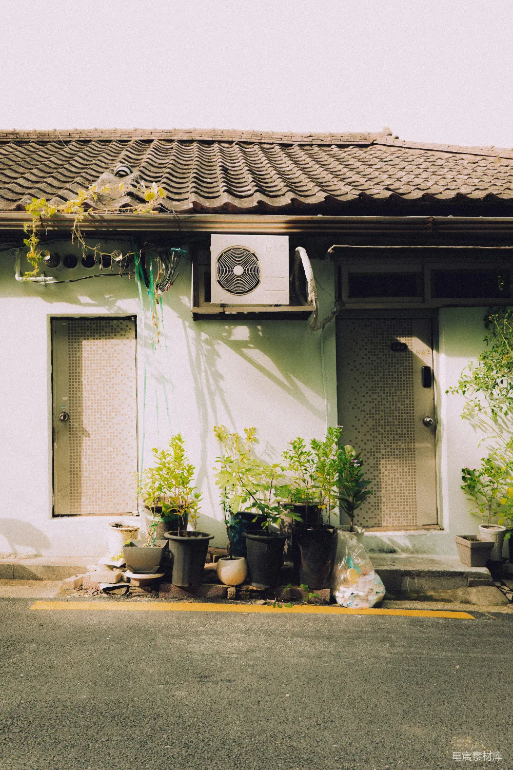 高清摄影  建筑物门口外的盆栽植物。