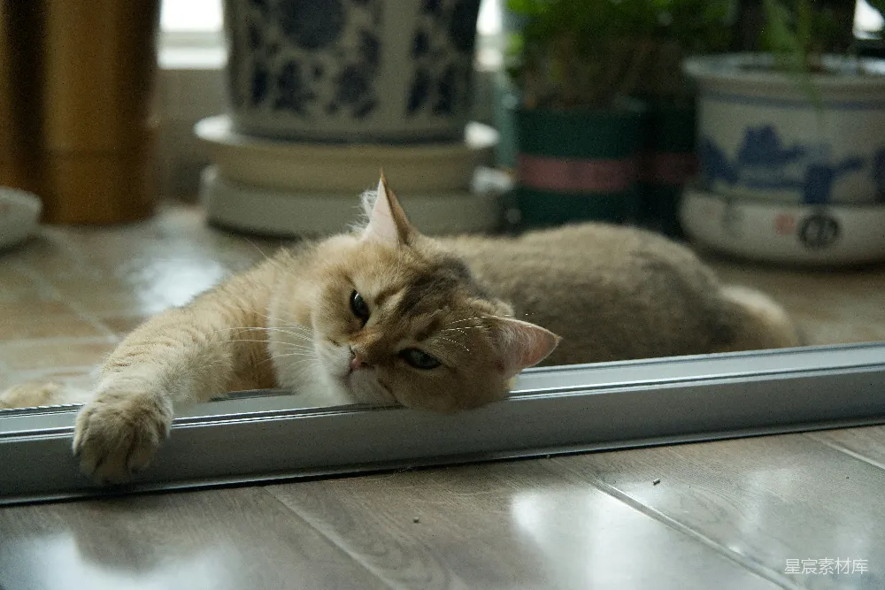 高清摄影  一只金色的猫头枕在地板轨道上休息。