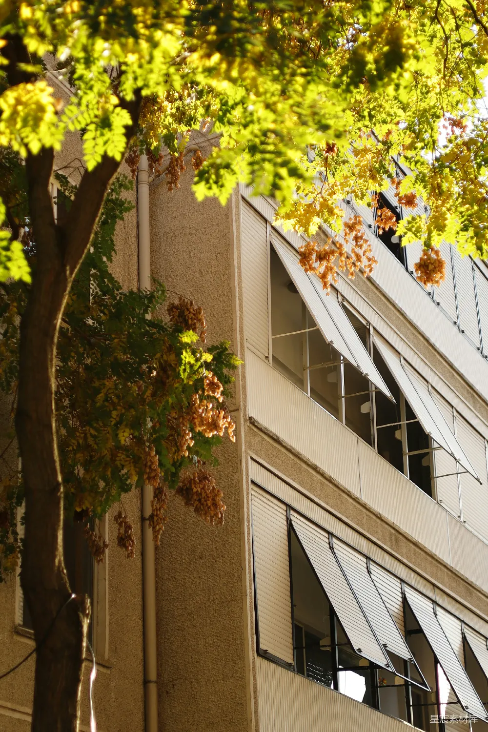 高清摄影  开着百叶窗的房屋和秋天的落叶