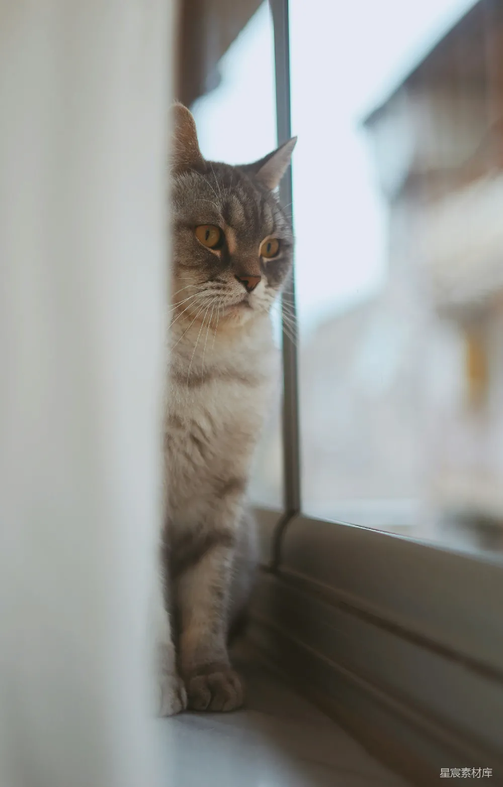 高清摄影  一只灰褐色虎斑猫坐在窗边。