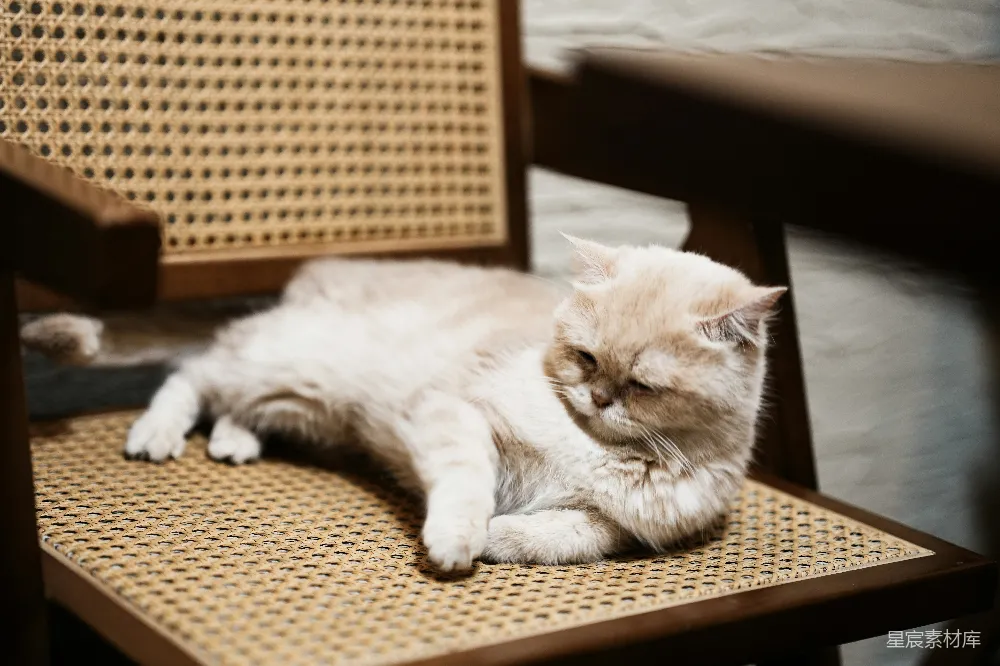 高清摄影  一只浅色的猫在编织椅上休息。