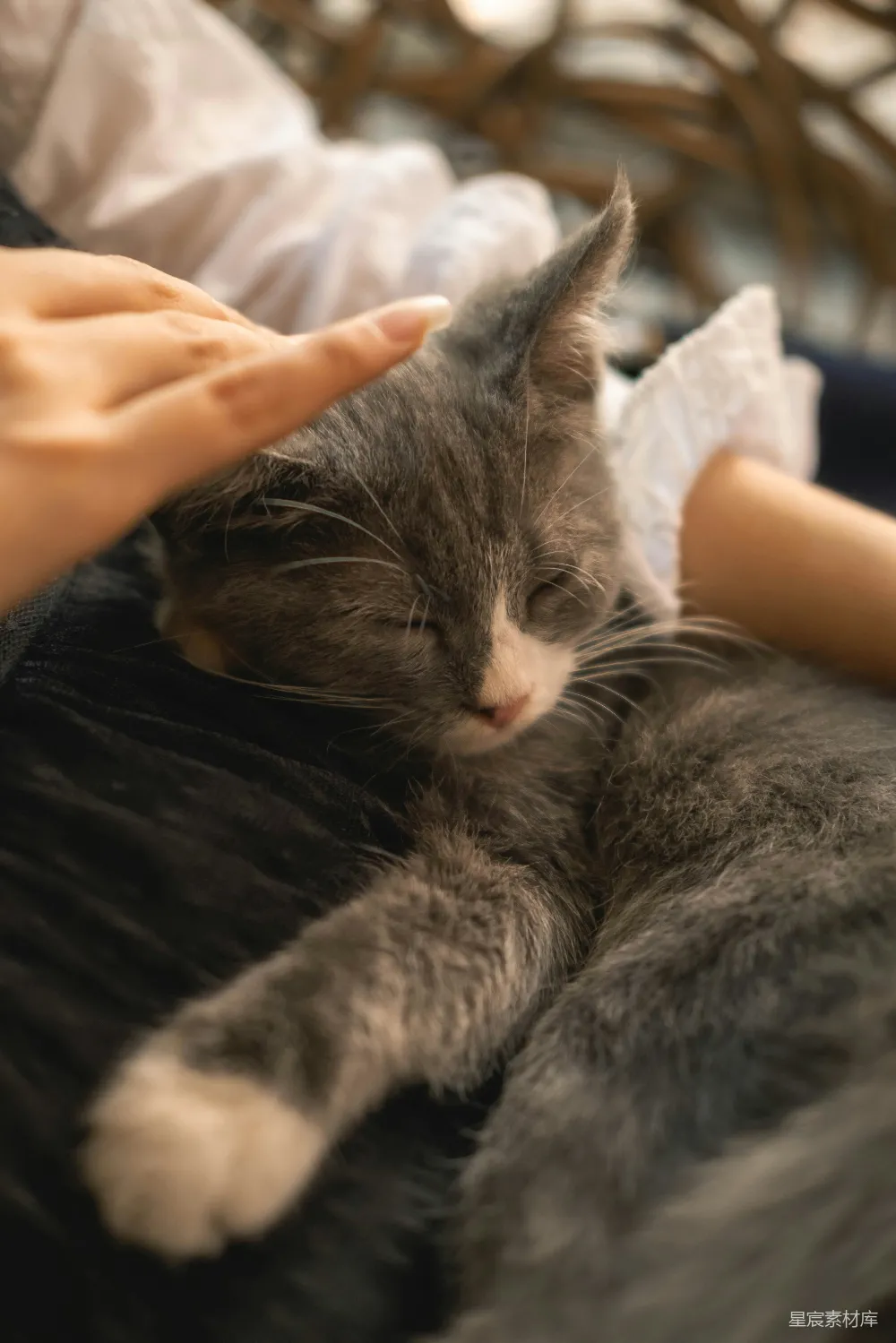 高清摄影  抚摸一只正在睡觉的灰白小猫