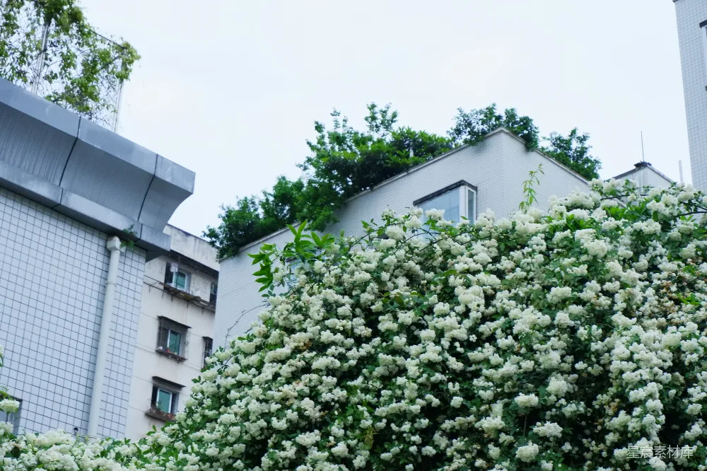 高清摄影  白花在绿树环绕的建筑上绽放。