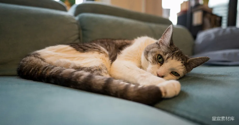 高清摄影  一只家猫正睡在绿色沙发上。