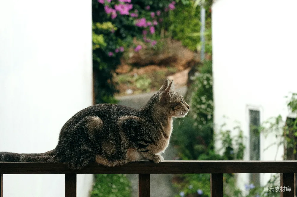 高清摄影  一只虎斑猫坐在户外的栏杆上。