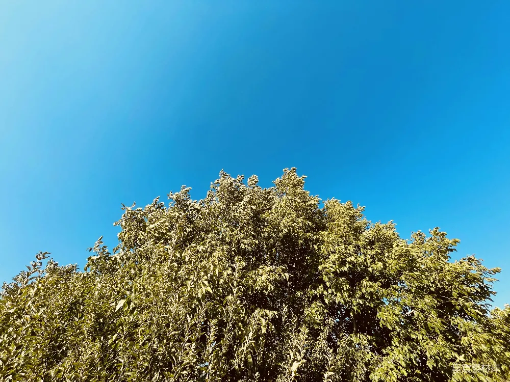 高清摄影  一棵开黄花的树
