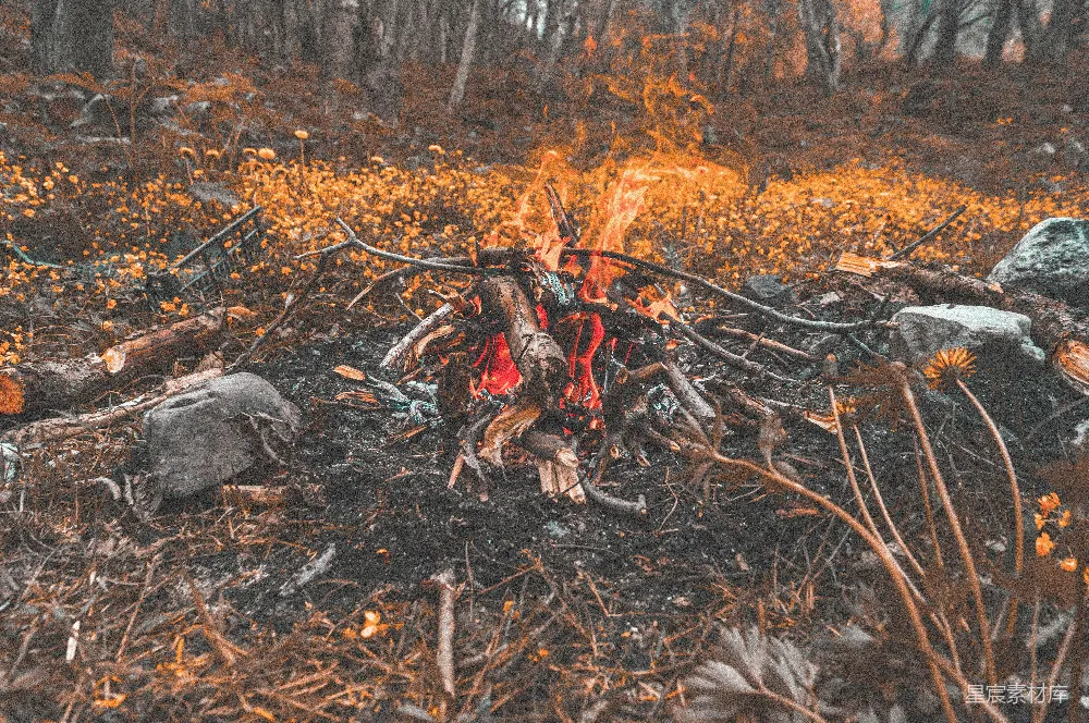 高清摄影  篝火被树木环绕