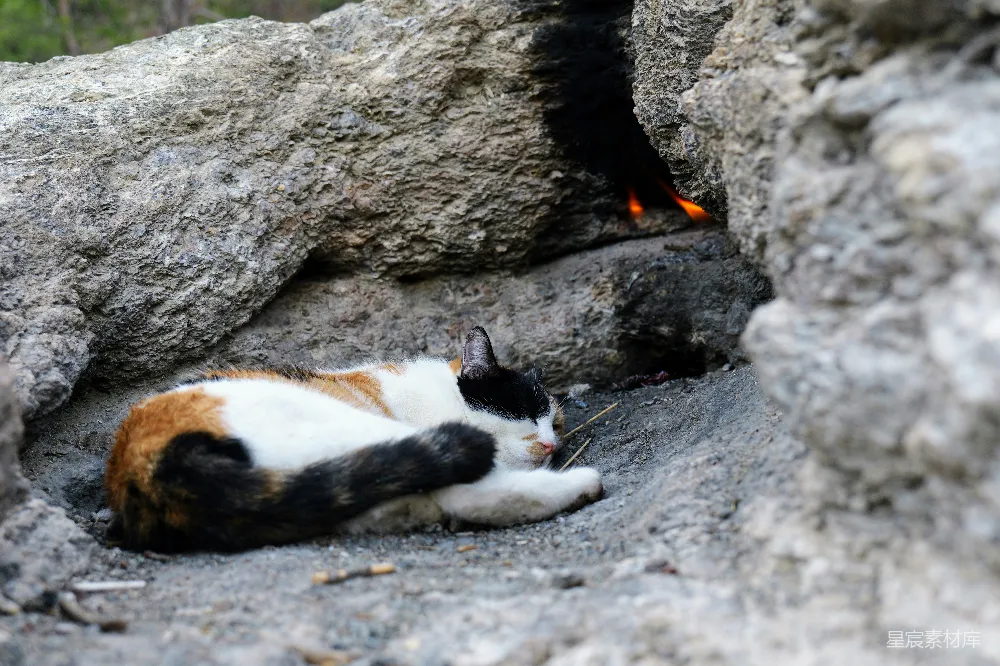 高清摄影  一只猫躺在地上，旁边有一块岩石。