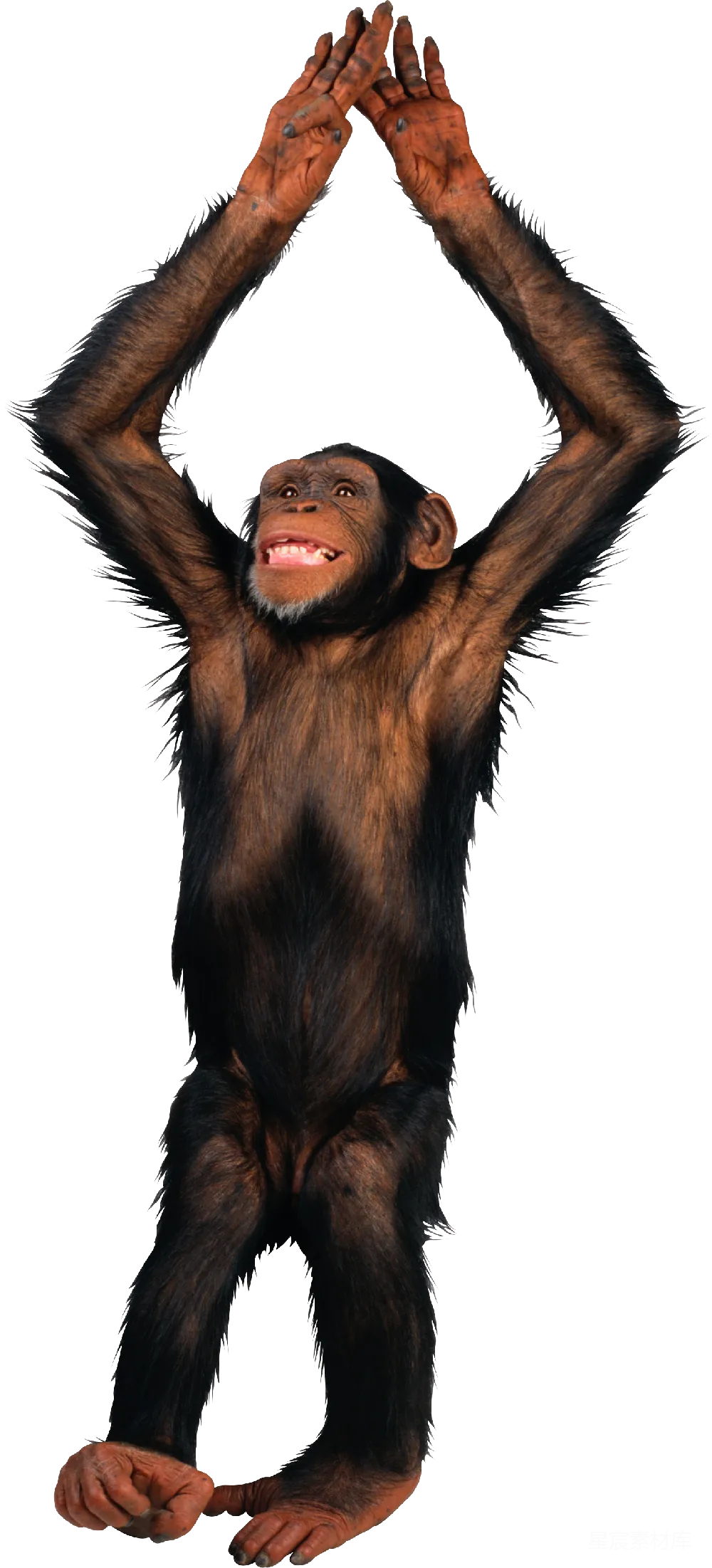 元素素材 猴子