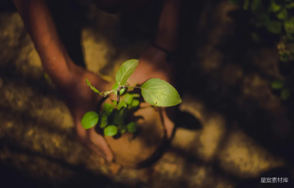 高清摄影  手持绿色叶片植物的人