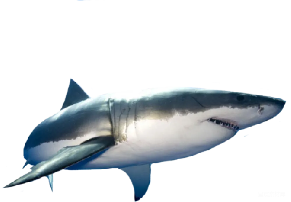 元素素材 鲨鱼 海洋生物 野生动物 凶猛的大白鲨