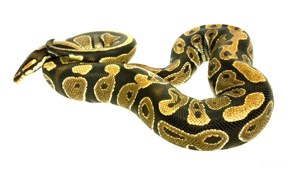 Anaconda